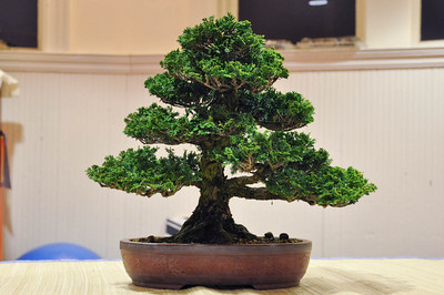 bonsai