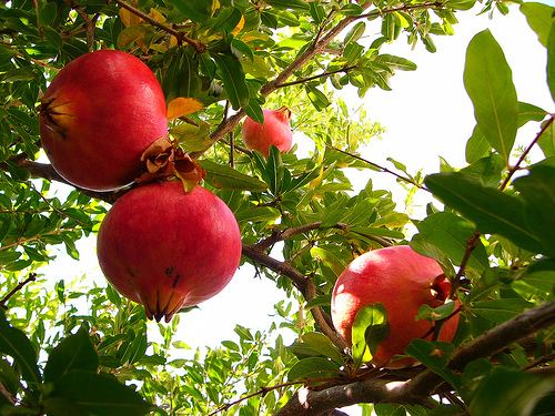 pomegranate-tree