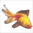 Gold fish.  FENG SHUI FISHES