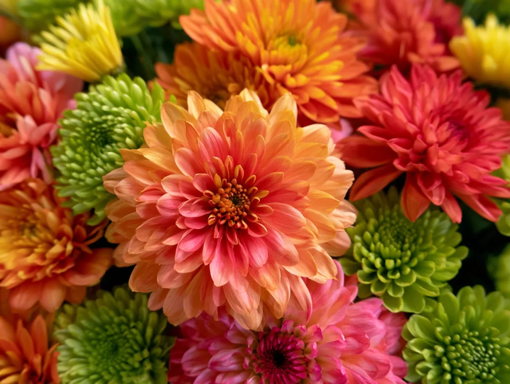 Chrysanthemums