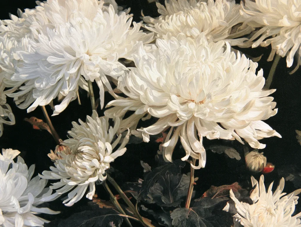Chrysanthemums Emblems of Joy and Longevity