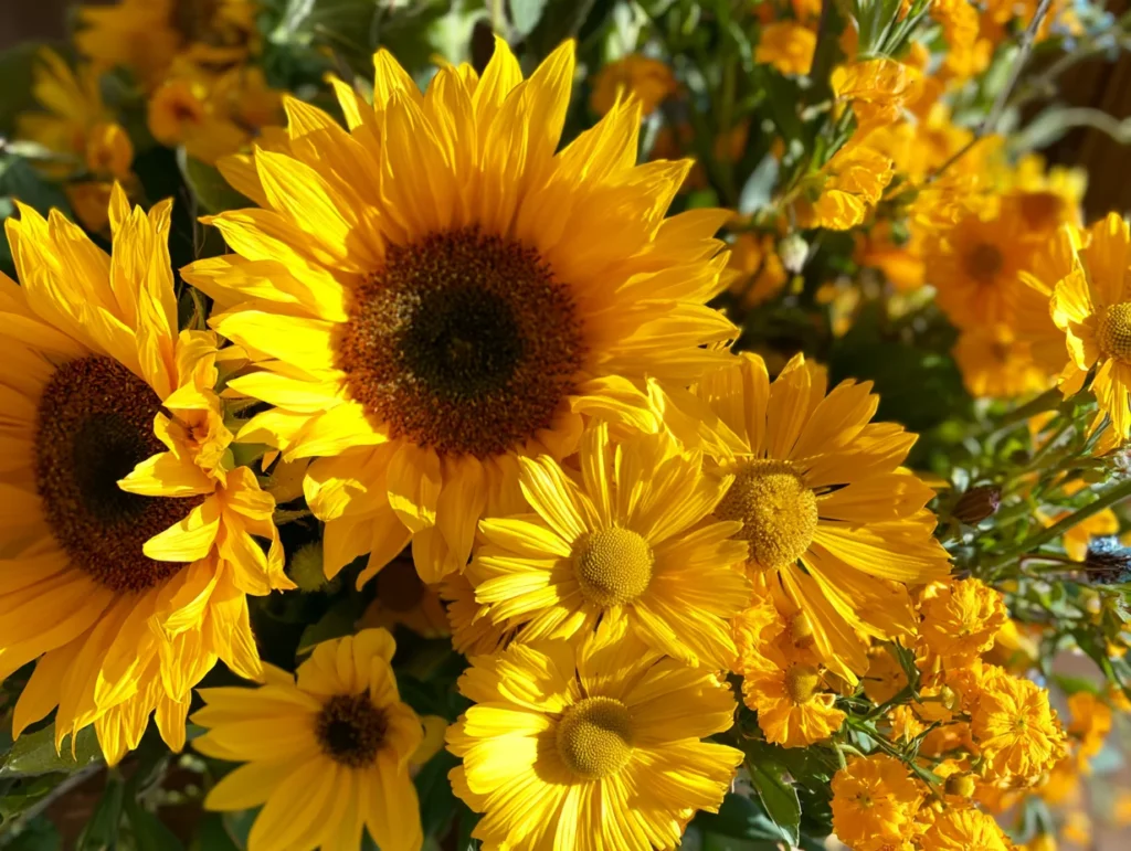 Grounding Energy Through Earth-Tones with Yellow Sunflowers and Daisies