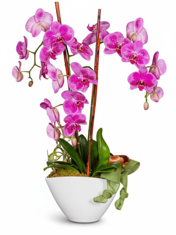 3 orchids parkland
